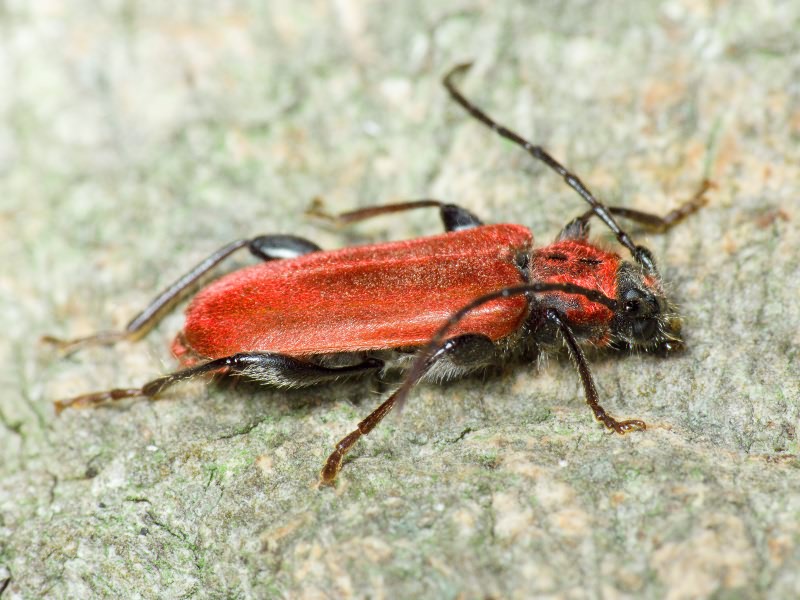 Pyrrhidium sanguineum (Linnaeus, 1758)